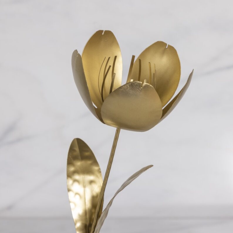 Tige botanique, tulipe